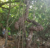 Foxy's Bar - Kawana Tourism