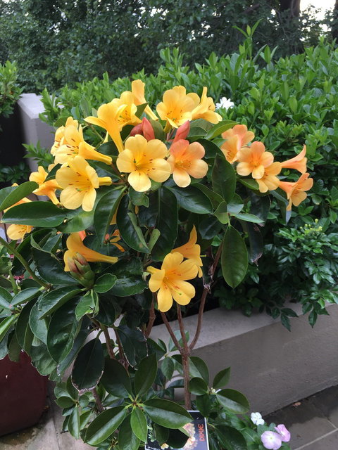 Mermaids - Kawana Tourism 1