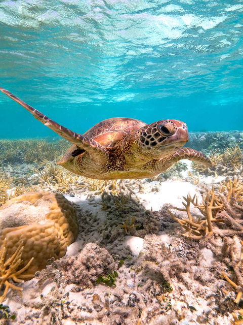 Heron Island Resort - Kawana Tourism 0