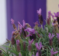 The Purple Door on Seaview - Kawana Tourism