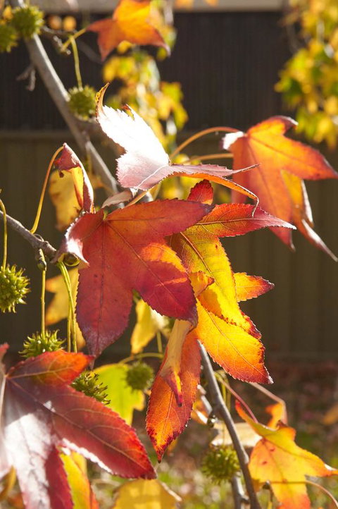 Motel Mount Gambier - Kawana Tourism 22