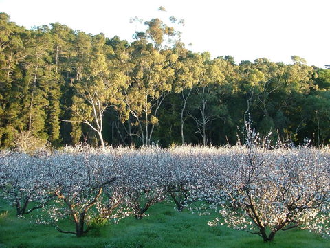 Taralee Orchards - Kawana Tourism 5