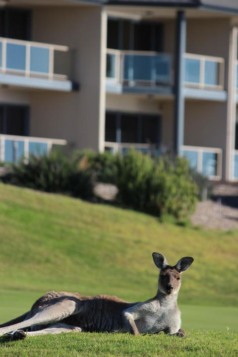 Lady Bay Hotel - Kawana Tourism 16