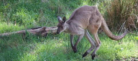 Longwood Retreat - Kawana Tourism 36