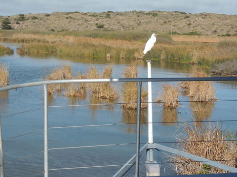 PS Federal Retreat Paddle Steamer Goolwa - Kawana Tourism 11