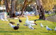 BIG4 Renmark Riverfront Holiday Park - thumb 9