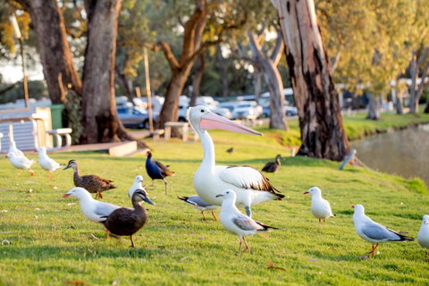 BIG4 Renmark Riverfront Holiday Park - Kawana Tourism 9