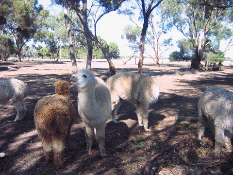 Linger Longer Vineyard - Kawana Tourism 20