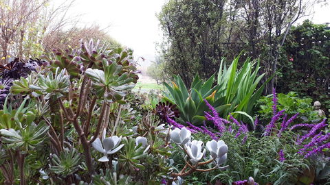 Linger Longer Vineyard - Kawana Tourism 15