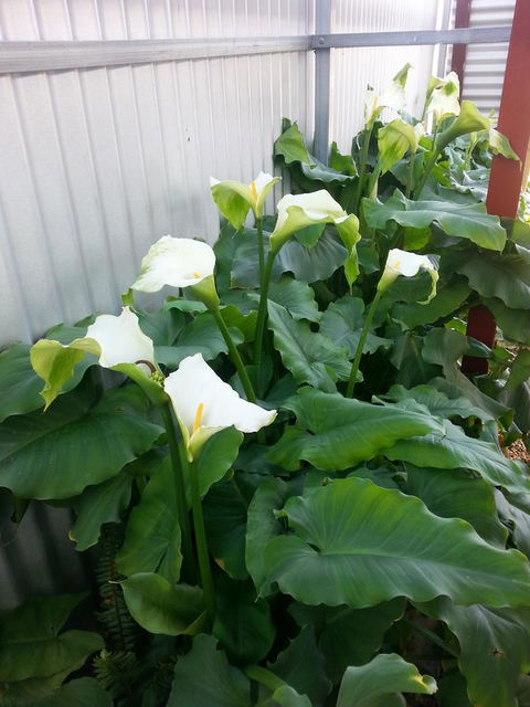 Addies Place Goolwa - Kawana Tourism 11
