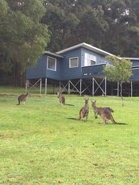 Book Denmark Accommodation Vacations Kawana Tourism Kawana Tourism
