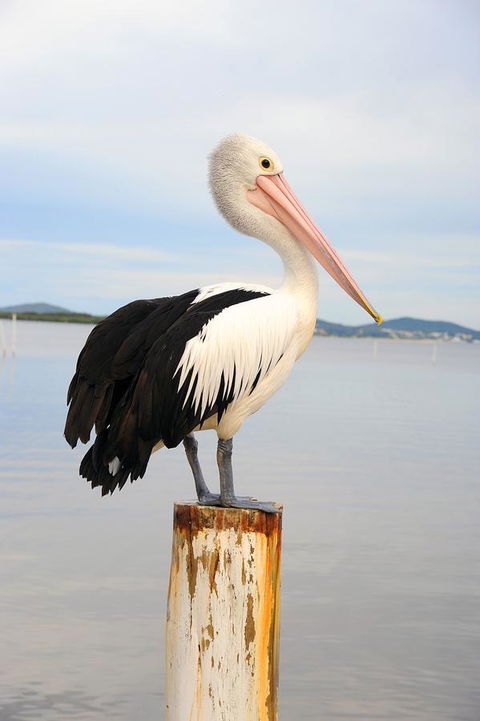 Hotel Nelson - Kawana Tourism 29