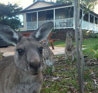 Bush  Bay Cottage - Kawana Tourism