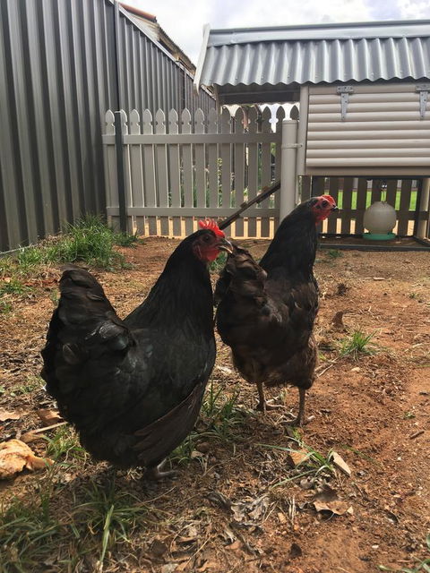 Thelma's Temora - Kawana Tourism 13