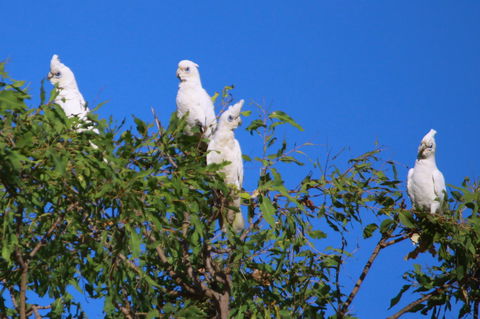 Aurora Kakadu Lodge - Kawana Tourism 9