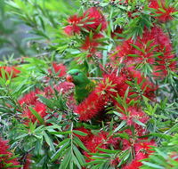 Bottlebrush B  B - Kawana Tourism