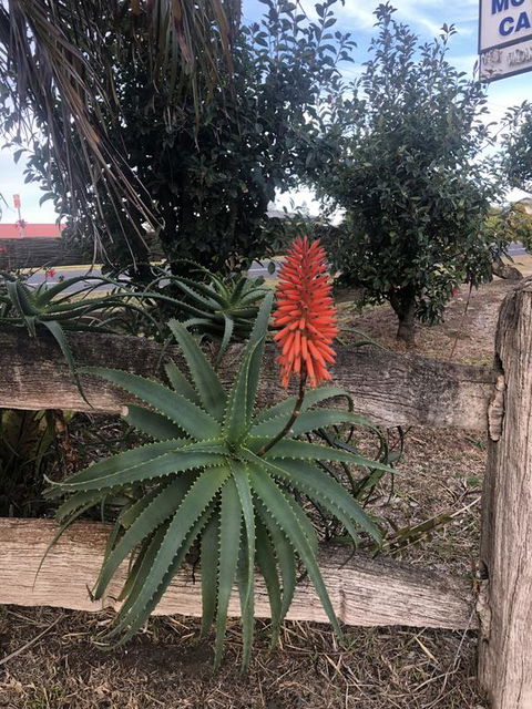 Breeze Inn - Kawana Tourism 3