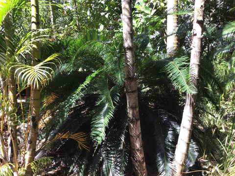 Bunya Cottage - Kawana Tourism 1