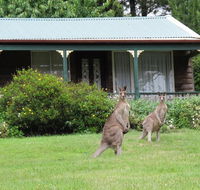 Cedar Lodge Cabins - Kawana Tourism
