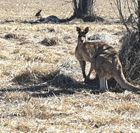 Clansman Motel - Kawana Tourism