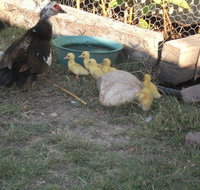 Corella Creek Country Farm Stay - Kawana Tourism