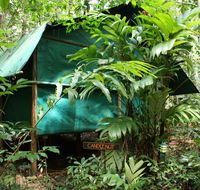 Daintree Crocodylus - Kawana Tourism