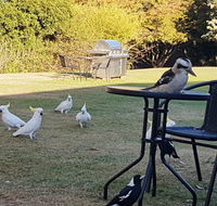 Eildon Parkview Motor Inn - Kawana Tourism
