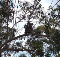 Escape to the Country - Enjoy the firepit or explore magical Bunya Mountains - Kawana Tourism