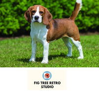 Fig Tree Retro Studio - Kawana Tourism