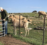 Gilgraves Vineyard Farmstay - Kawana Tourism