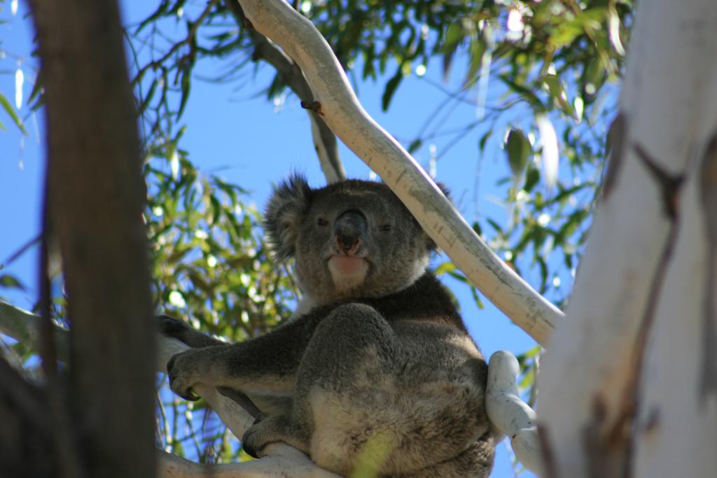 Vale Park SA Kawana Tourism