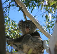 Levi Park Caravan Park - Kawana Tourism