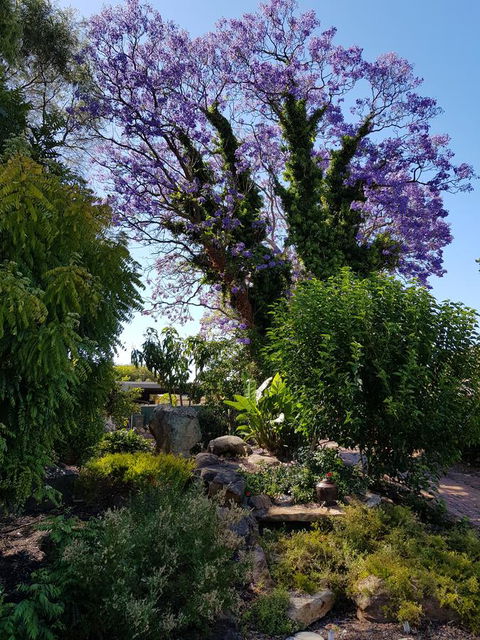 Jacaranda Hideaway Bed & Breakfast - Kawana Tourism 10
