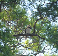 Jacaranda Hideaway Bed  Breakfast - Kawana Tourism