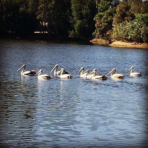 Swan Valley Sisters - Kawana Tourism 31