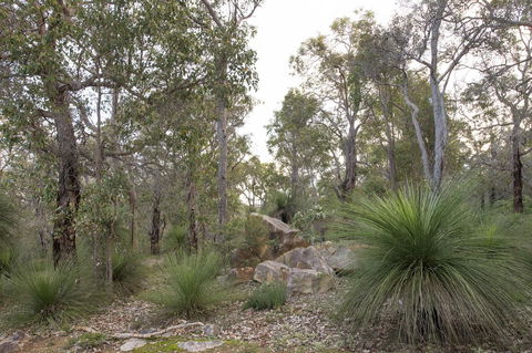 A Hidden Bush Delight - Kawana Tourism 23