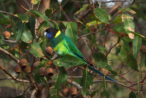 Banksia Tourist Park - Kawana Tourism 15