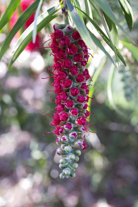 Banksia Tourist Park - Kawana Tourism 3