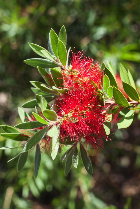 Banksia Tourist Park - Kawana Tourism 26