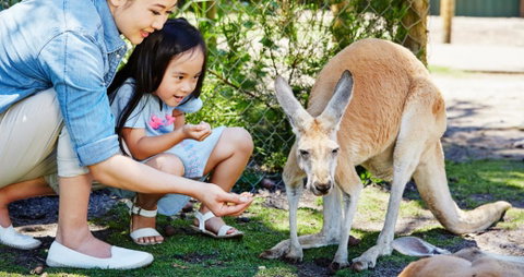 Banksia Tourist Park - Kawana Tourism 29