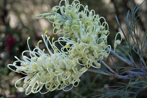 Banksia Tourist Park - Kawana Tourism 9