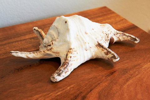 Aquatic Visions - Kawana Tourism 40