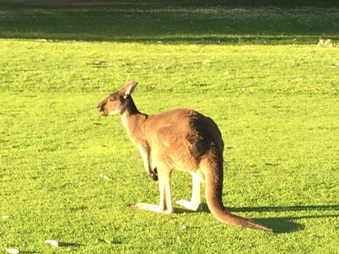 Aquatic Visions - Kawana Tourism 41