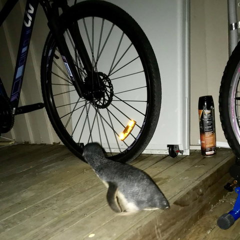 Beachend Bicheno - Kawana Tourism 21