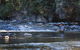 Tyenna River Cottages - thumb 21