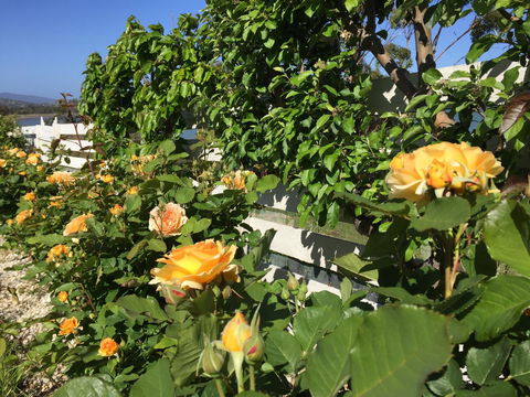 Garden By The Beach - Gateway To The East Coast, Close To Airport - Kawana Tourism 25