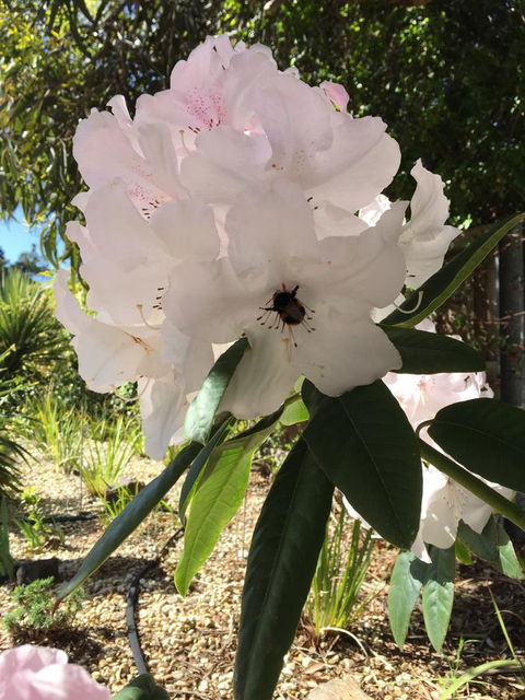Garden By The Beach - Gateway To The East Coast, Close To Airport - Kawana Tourism 14