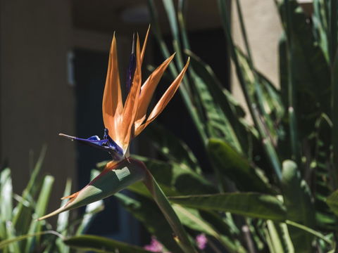 Russell House - Kawana Tourism 2