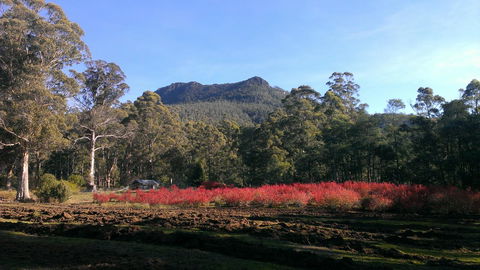 Mountain Blue Guest House - Kawana Tourism 23
