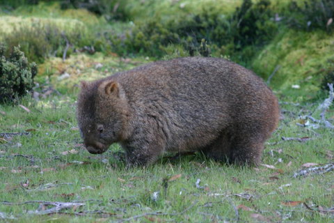 Cradle Mountain Love Shack - Kawana Tourism 27
